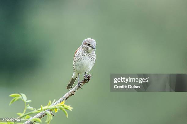 Red-backed shrike.