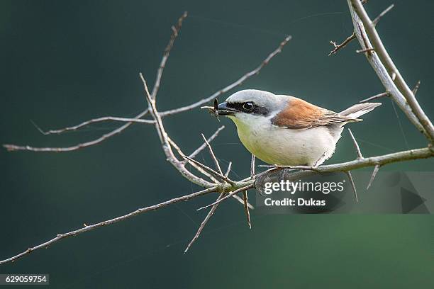 Red-backed shrike.