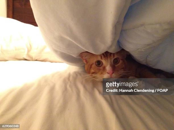 kitten hiding under the covers - cat hiding under bed - fotografias e filmes do acervo