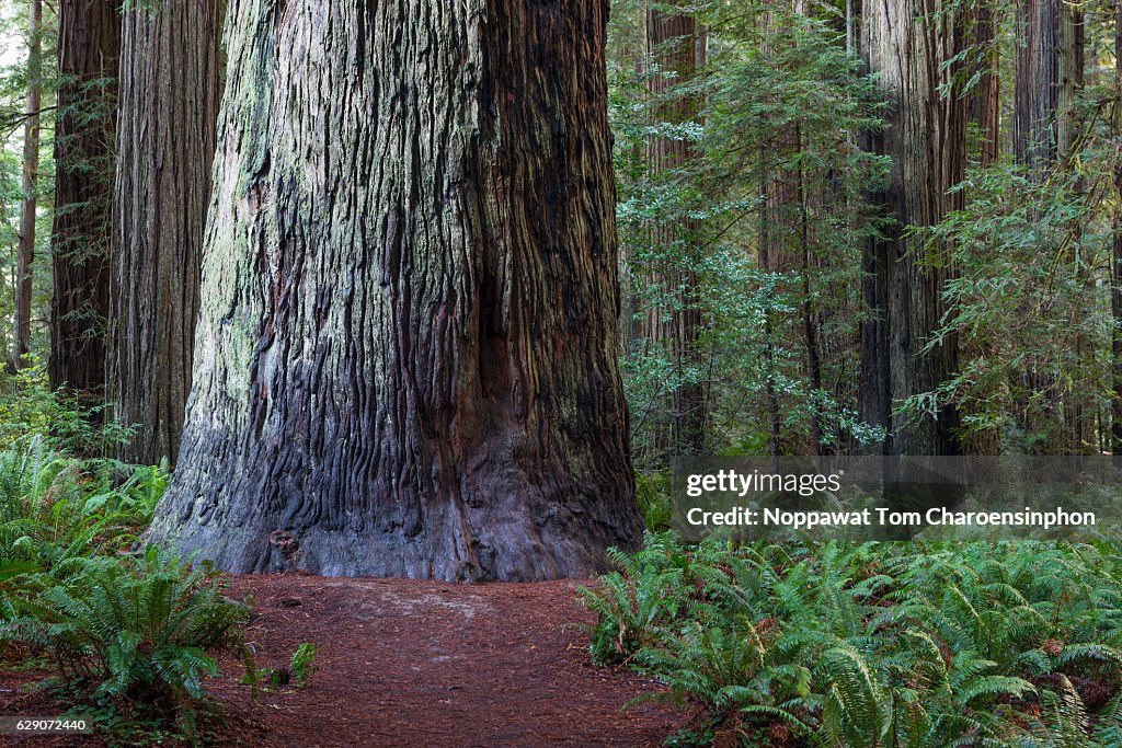 Stout Grove, Jedediah Smith Redwood State Park, California, USA