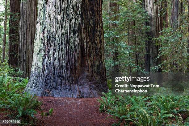 stout grove, jedediah smith redwood state park, california, usa - redwood tree trunk stock pictures, royalty-free photos & images