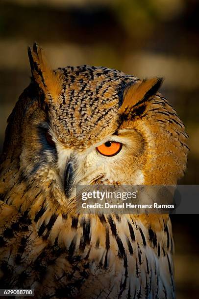 eurasian eagle-owl red eye close up with blurry background. bubo bubo - eurasian eagle owl stock pictures, royalty-free photos & images