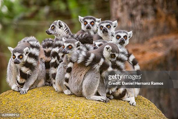 a group of ring-tailed lemurs on a rock - lémur de cola anillada fotografías e imágenes de stock