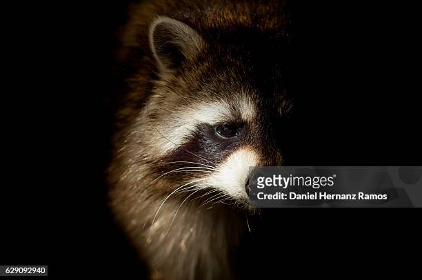 raccoon close up face detail from the dark. procyon lotor - raccoon stock-fotos und bilder