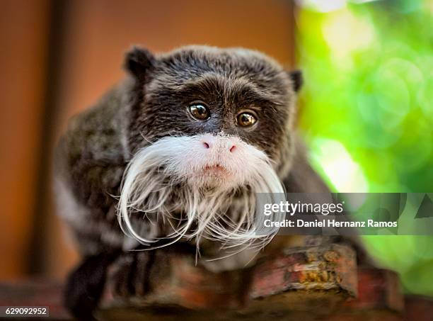 emperor tamarin face close up - tamarin monkey stock pictures, royalty-free photos & images