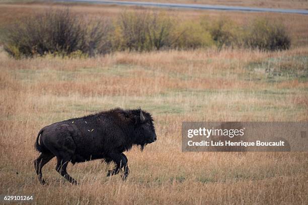 bison in the park - eua stock-fotos und bilder