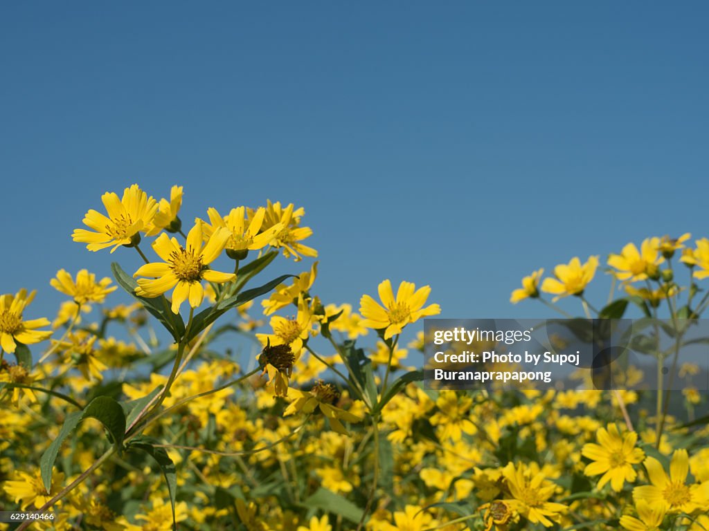 Yellow flowers garden under clear blue sky