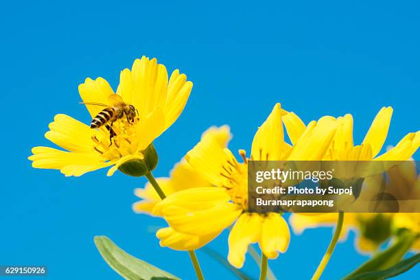 busy bee find honey in yellow flowers garden - polinização imagens e fotografias de stock