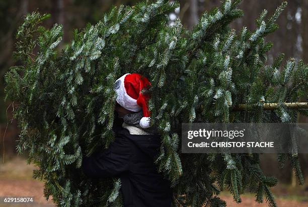 Man carries a freshly sawn Christmas tree from a conifer tree plantage near the small Bavarian village of Tuerkenfeld, southern Germany, on December...