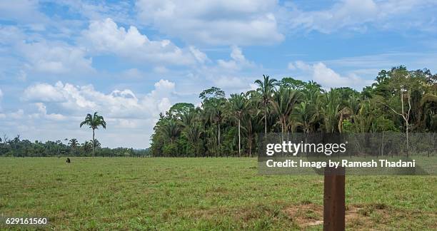 amazon cattle farm - amazon rainforest deforestation brazil stock pictures, royalty-free photos & images