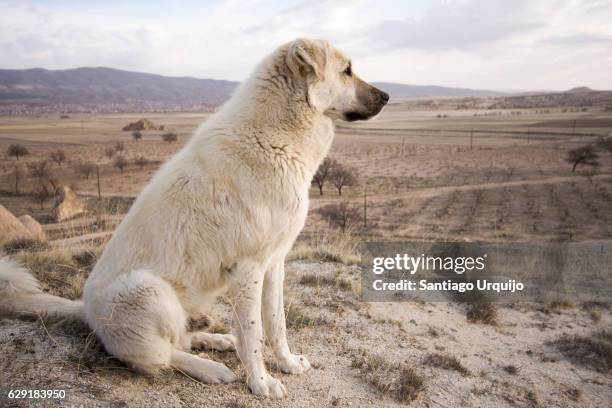 white shepherd dog - chien de berger photos et images de collection