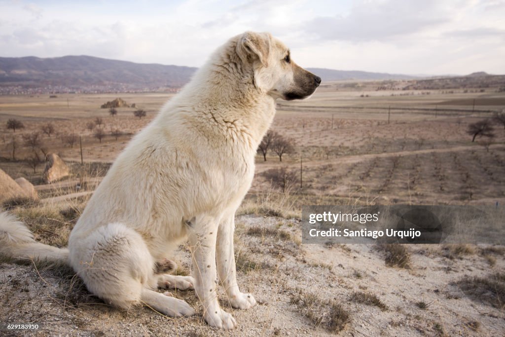 White shepherd dog