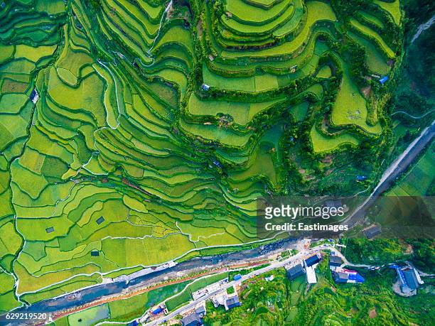 ws aerial shot of green rice terraces in morning,guizhou,china. - rice paddy stock pictures, royalty-free photos & images