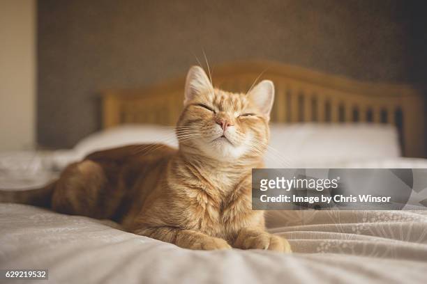 cat on bed - gato doméstico fotografías e imágenes de stock