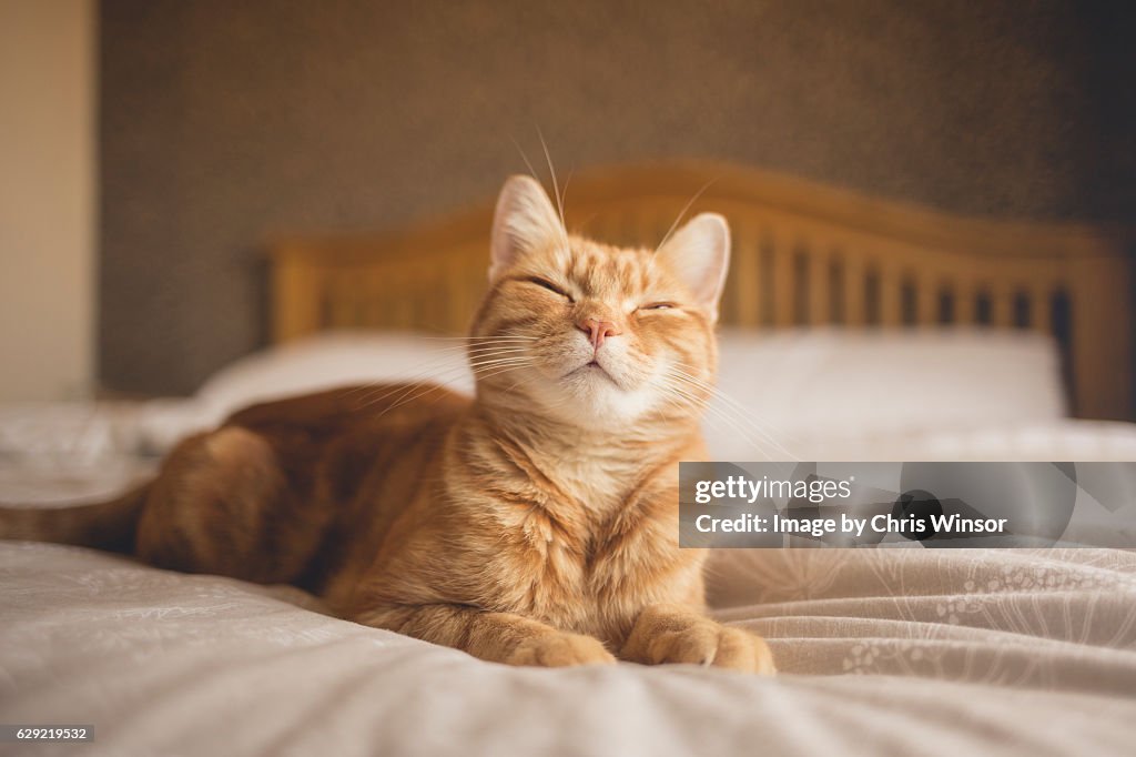 Cat on bed