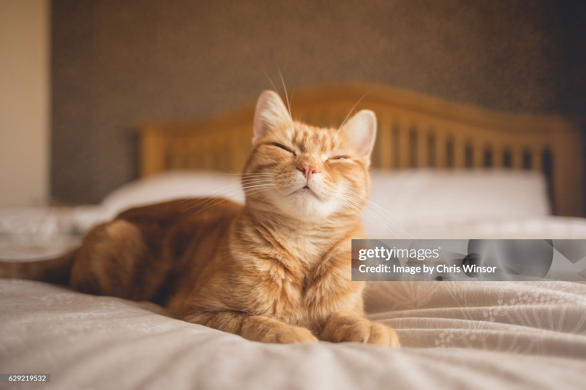 cat-on-bed.jpg