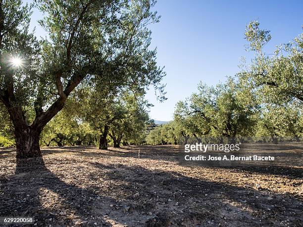 field of olive trees with a blue sky and the sun among the star-shaped branches. - star field stock-fotos und bilder