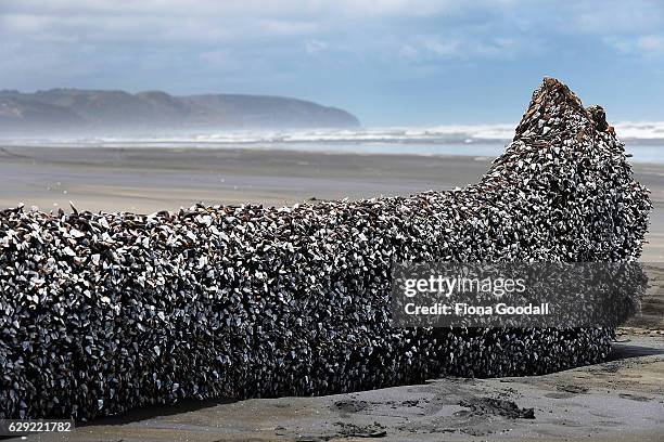 Large driftwood tree covered in gooseneck barnacles sits in the sun on Auckland's west coast on December 12, 2016 in Auckland, New Zealand. The large...