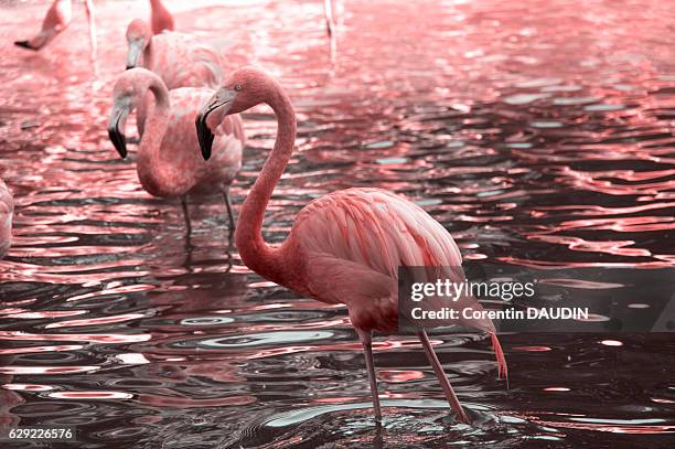 just pink - flamant rose stock pictures, royalty-free photos & images