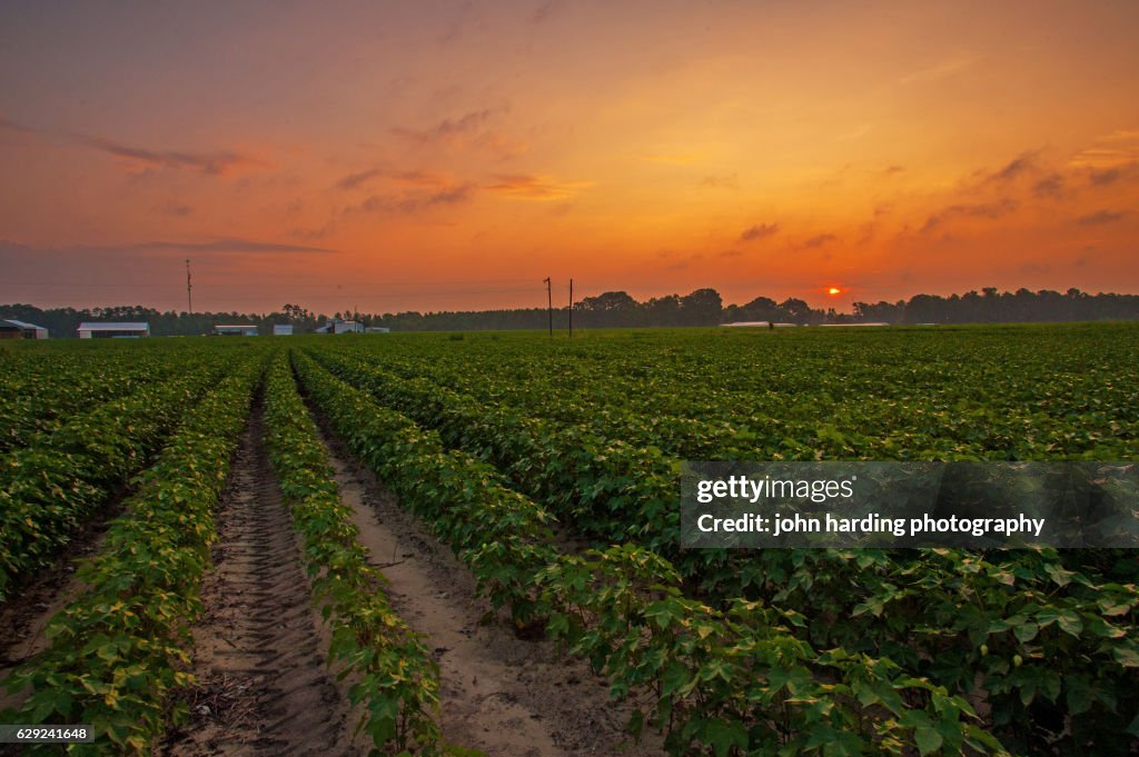 Summer Cotton In The Field High-Res Stock Photo - Getty Images