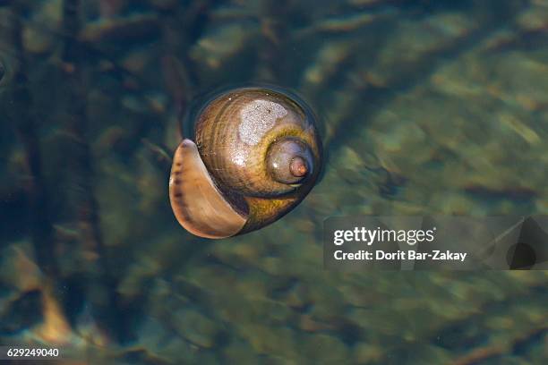 apple snail (pomacea maculata) - caracol manzana fotografías e imágenes de stock