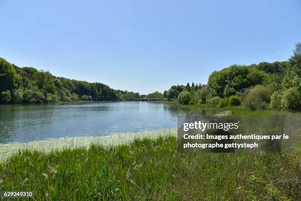 l'etang du gris moulin with algae and reeds around - grand etang lake stock pictures, royalty-free photos & images