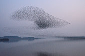 Flock of birds - Baikal Teal