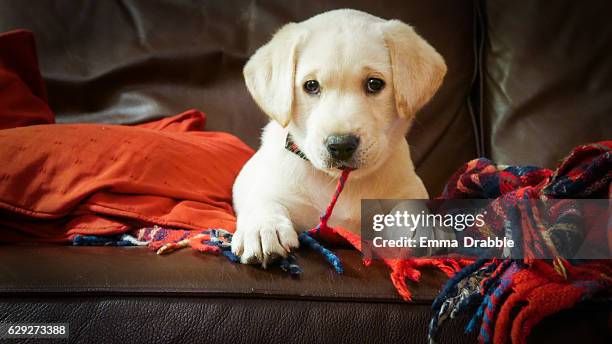 eva the labrador as a puppy - retriever stock pictures, royalty-free photos & images