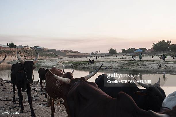 Cattle walk through the dried up Ngadda riverbed that flows towards Lake Chad during the rainy season in Maiduguri in northeastern Nigeria on...