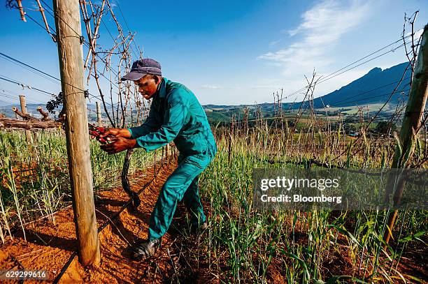 Bloomberg Best of the Year 2016: Workers prune grape vines in preparation for the upcoming season on the slopes of the Botmaskop mountain peak at the...