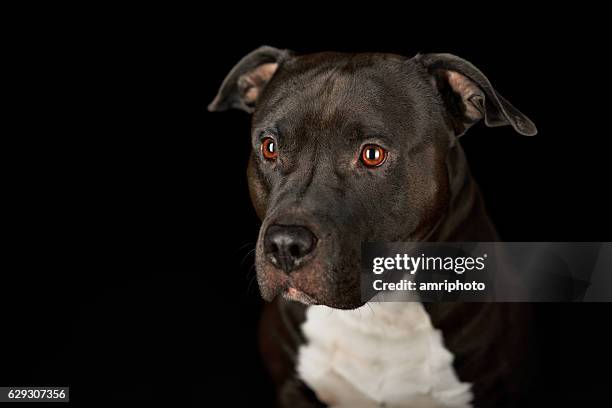 american stafford pitbull dog - stafford terrier stock pictures, royalty-free photos & images