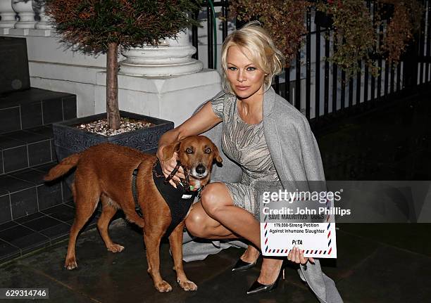 Pamela Anderson accompanied by rescued dog Zorro deliver a 178,000-name petition to the High Commission of Mauritius, urging the country to implement...