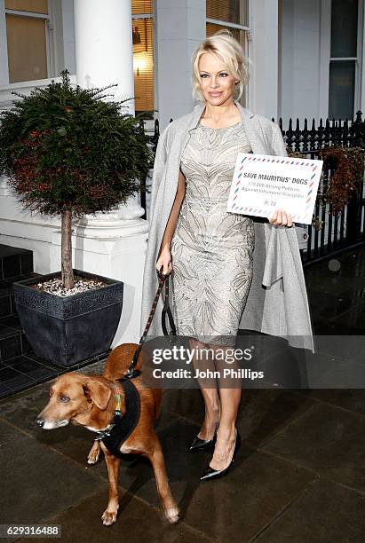 Pamela Anderson accompanied by rescued dog Zorro deliver a 178,000-name petition to the High Commission of Mauritius, urging the country to implement...