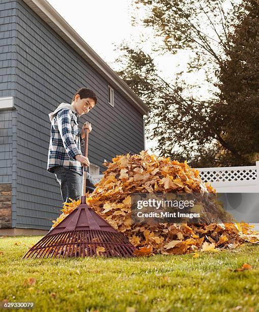 a boy raking in a huge pile of autumn leaves. - huge task stock pictures, royalty-free photos & images