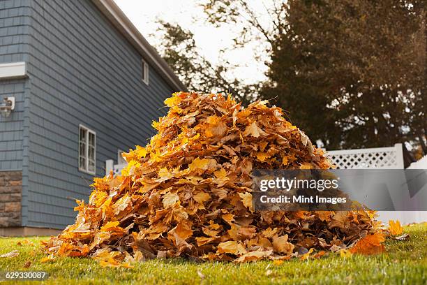 a huge pile of raked fallen autumn leaves in a yard. - mint leaf stock-fotos und bilder