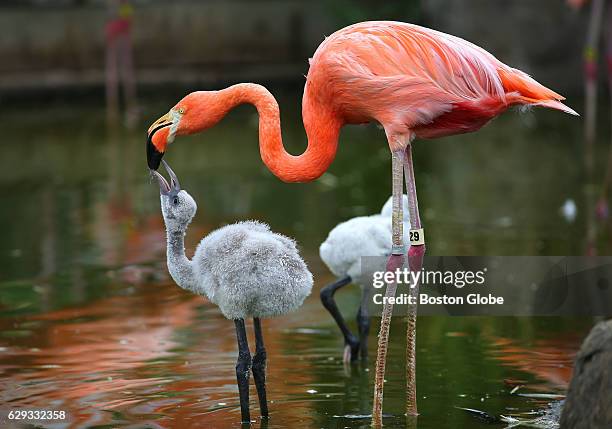 Baby Flamingo Baby Flamingo
