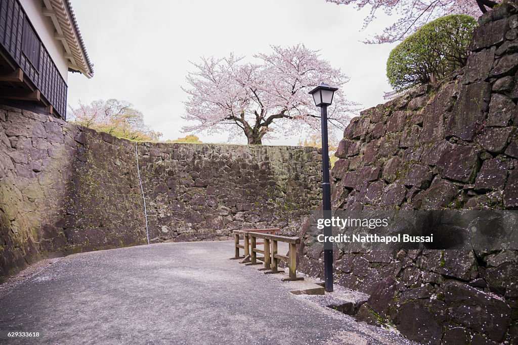 Springtime at Kumamoto Castle , Sakura was blown by wind , Kumamoto , Japan.