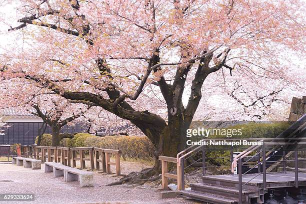 springtime at kumamoto castle , sakura was blown by wind , kumamoto , japan. - kumamoto prefecture stock pictures, royalty-free photos & images