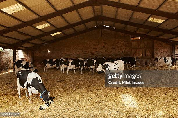 a herd of cows under cover in a barn feeding on hay, one nuzzling a calf. - barn stock pictures, royalty-free photos & images