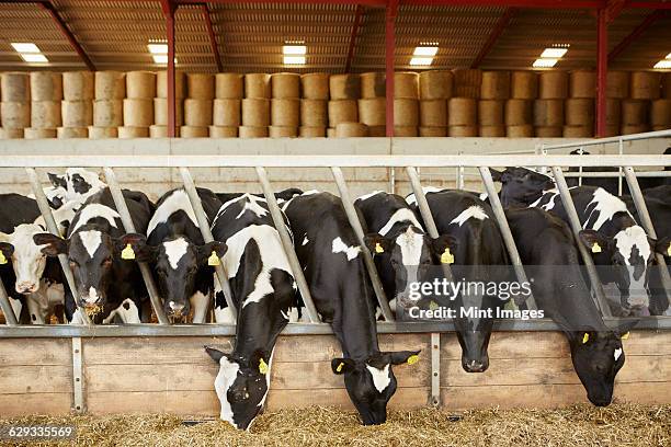 a row of cattle feeding on hay in an open barn on a farm - ko bildbanksfoton och bilder