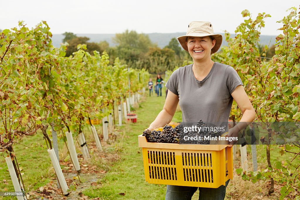 A grape picker in a wide brimmed hat, carrying a plastic crate of picked red grapes