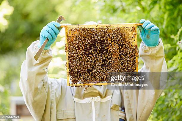 a beekeeper with blue gloves holding up a super or frame full of honey covered in bees. - honey bee stock pictures, royalty-free photos & images