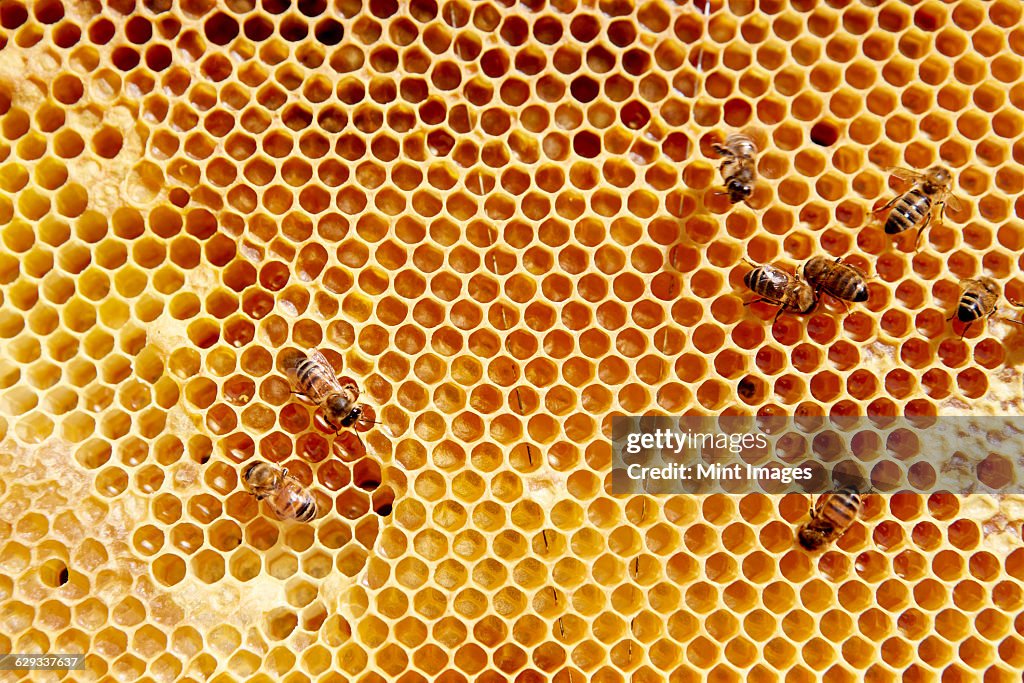 A wooden frame with honeycomb pattern with a small number of bees.