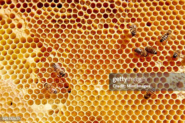 a wooden frame with honeycomb pattern with a small number of bees. - favo de mel imagens e fotografias de stock