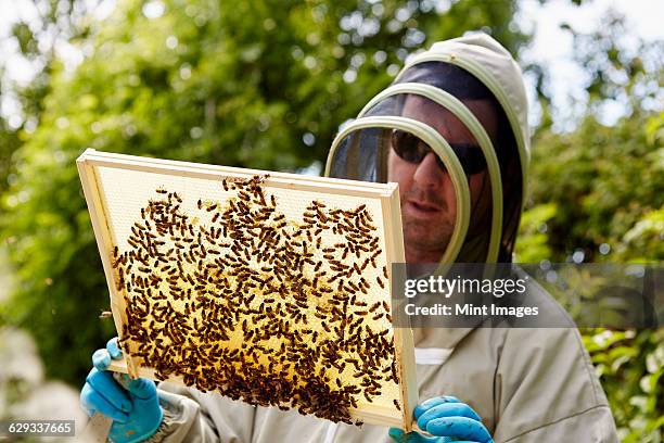 a beekeeper in a suit, holding up a wooden frame covered with bees. - beekeeper suit stock pictures, royalty-free photos & images