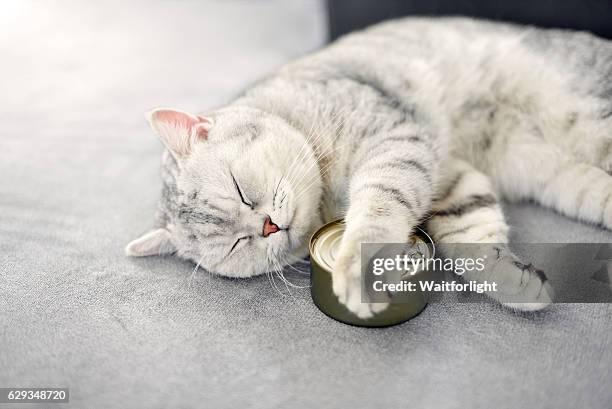gray shorthair cat sleeping with a food can - cat food stock-fotos und bilder