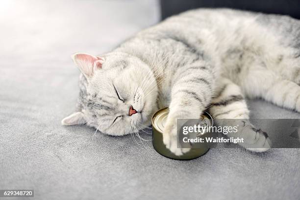 gray shorthair cat sleeping with a food can - korthaarkat stockfoto's en -beelden