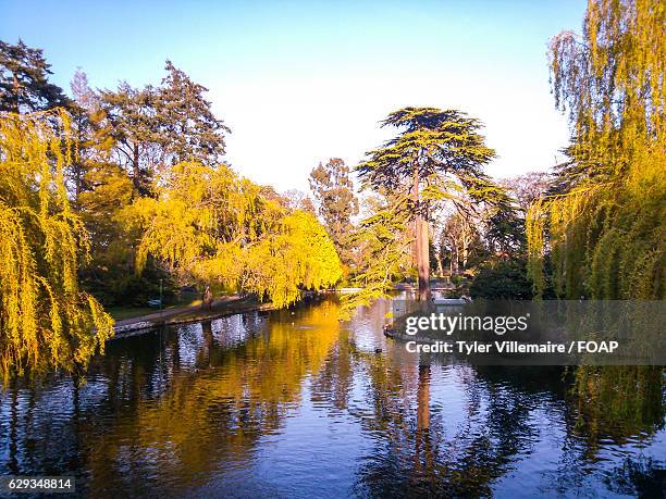 beacon hill park, victoria - beacon hill park stock pictures, royalty-free photos & images