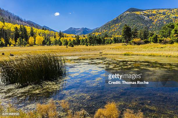 lockett meadow in the fall - flagstaff arizona stock pictures, royalty-free photos & images