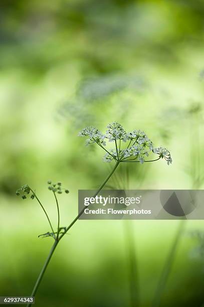 Cow parsley, Anthriscus sylvestris, a single umbel with buds viewed from the side, using selective focus. Other soft focus flowers in sunlight...